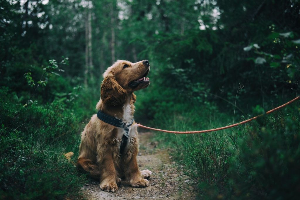 Jonge pup waarvoor sterilisatie hond belangrijk is